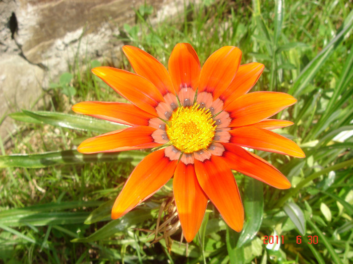 DSC00488 - Vara 2011