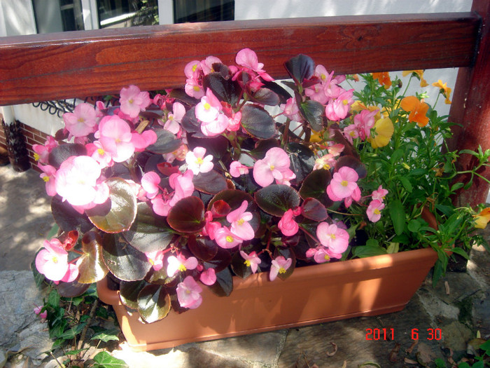 DSC00504 - Vara 2011