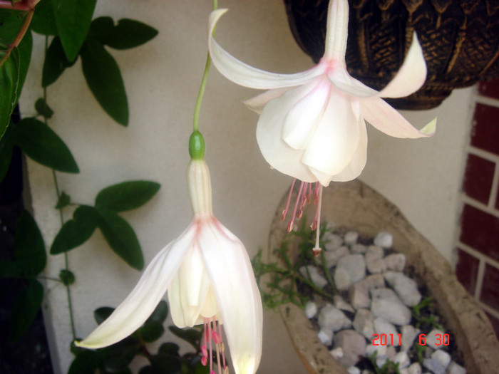 DSC00513 - Vara 2011