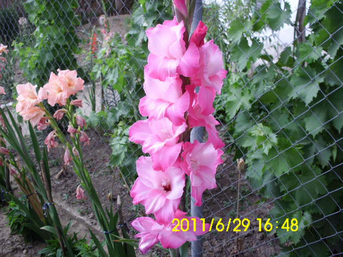 cea mai inalta gladiola