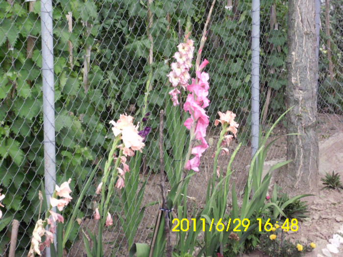 IMG_1104 - flori 2011
