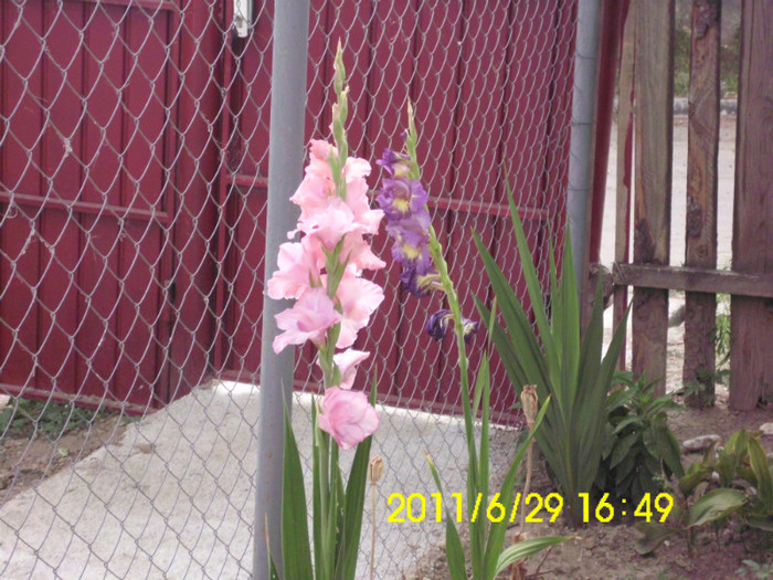 IMG_1106 - flori 2011