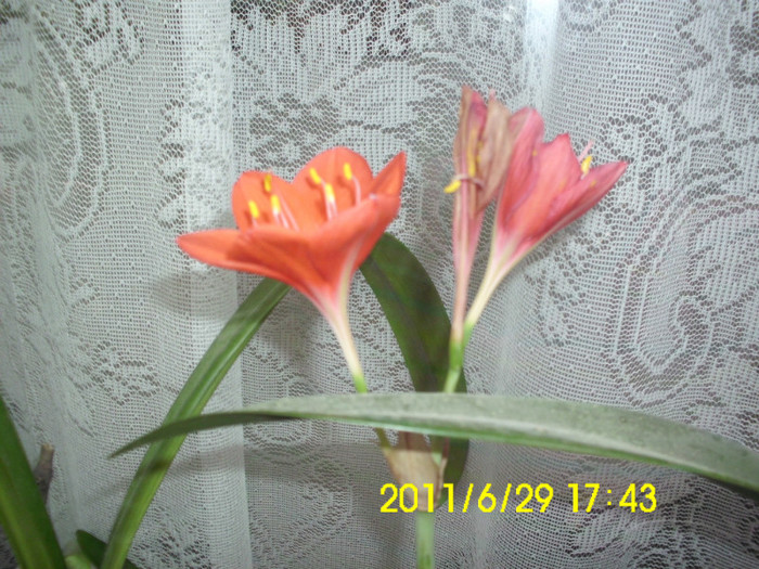 clivia -rosu