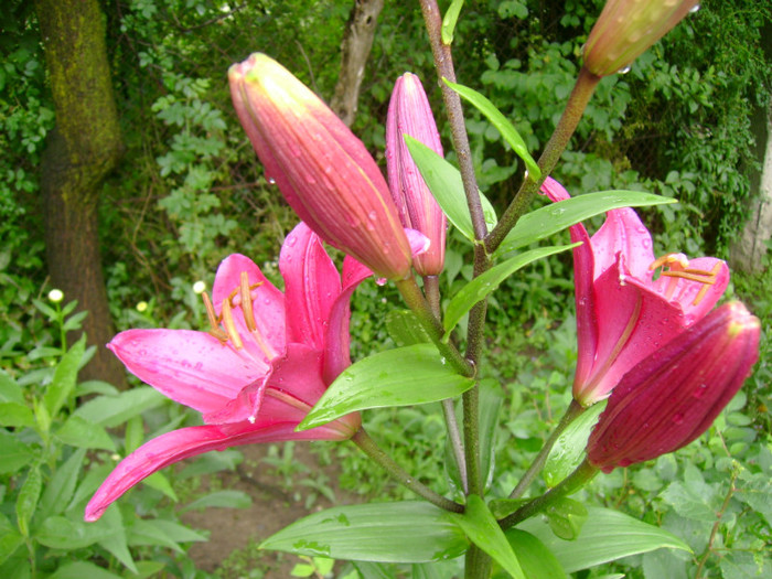 DSC02026 - Flori 2011