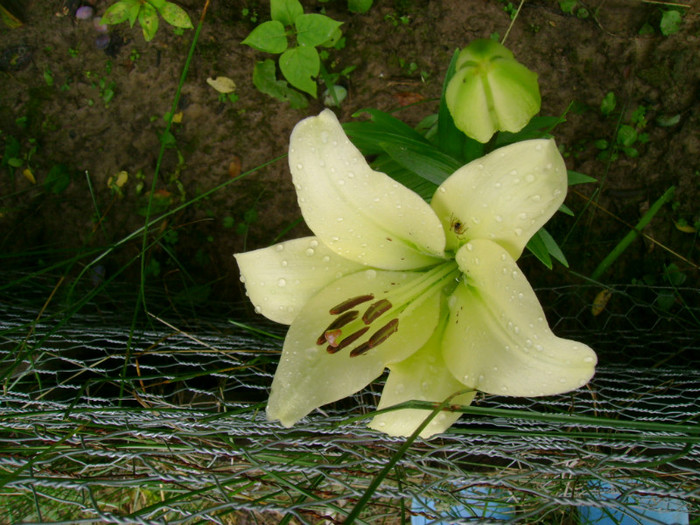 DSC02029 - Flori 2011