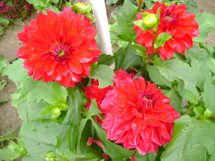 DSC02031 - Flori 2011