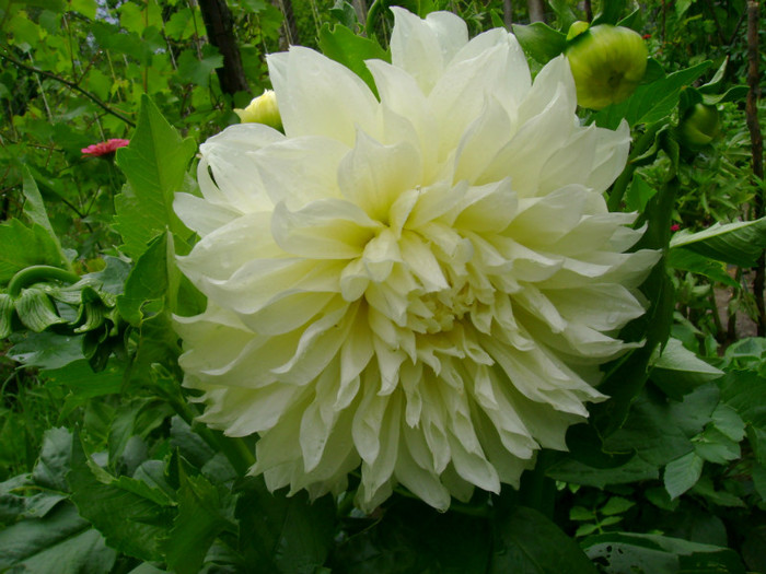 DSC02033 - Flori 2011