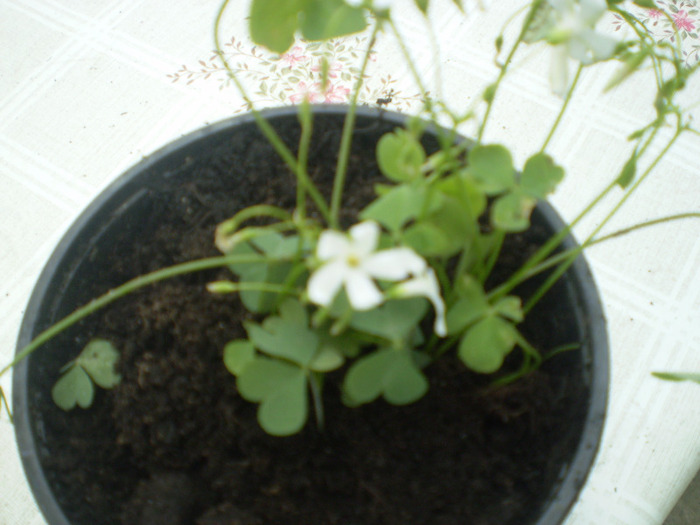 P6300003; oxalis alb
