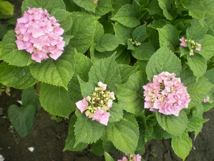 P6300006; hortensia
