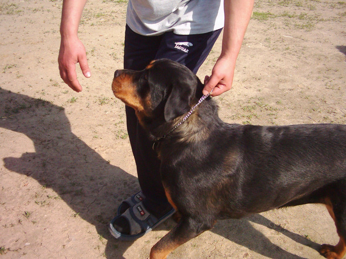 3. Tina - Rottweiler