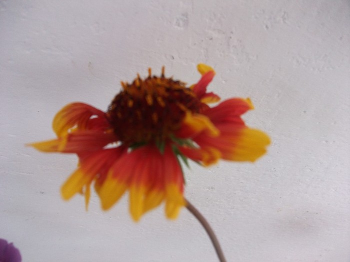 gaillardia