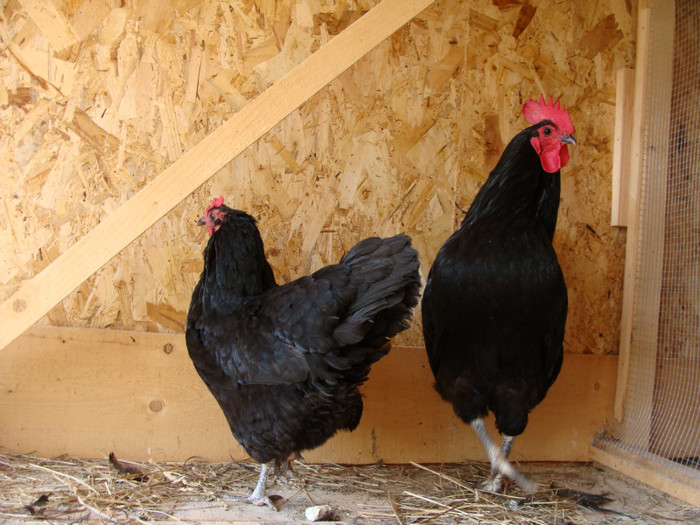 DSC00044 - AUSTRALORP