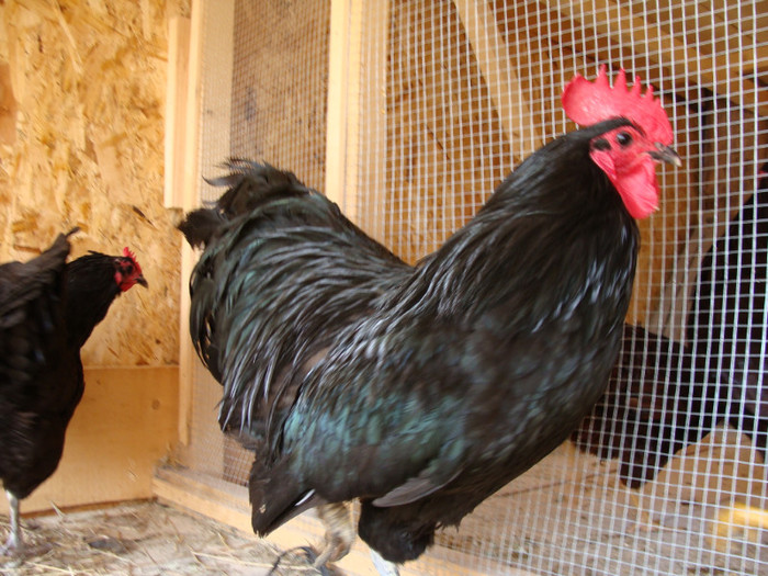 DSC00045 - AUSTRALORP