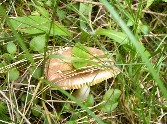 IMAG0060 - Diverse poze