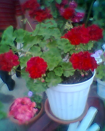 Fotogr.0409