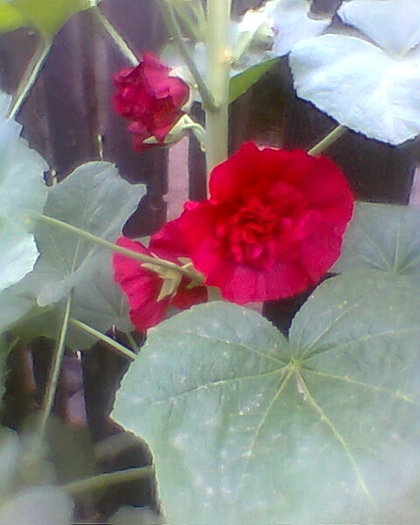 Fotogr.0417