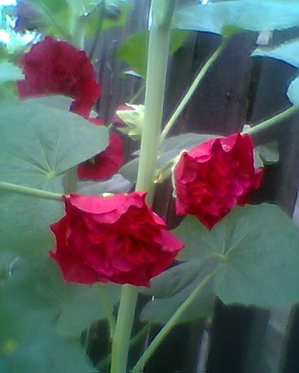 Fotogr.0419