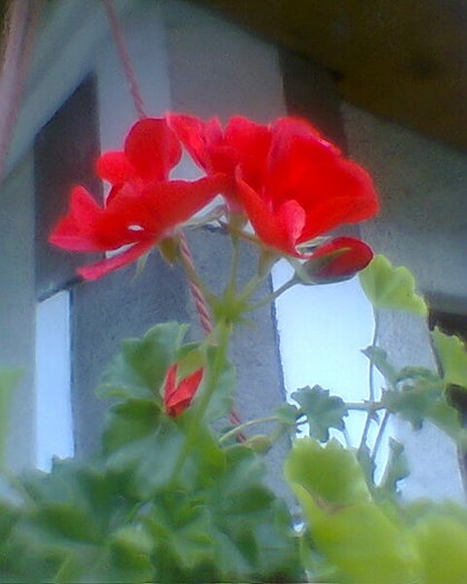 Fotogr.0423