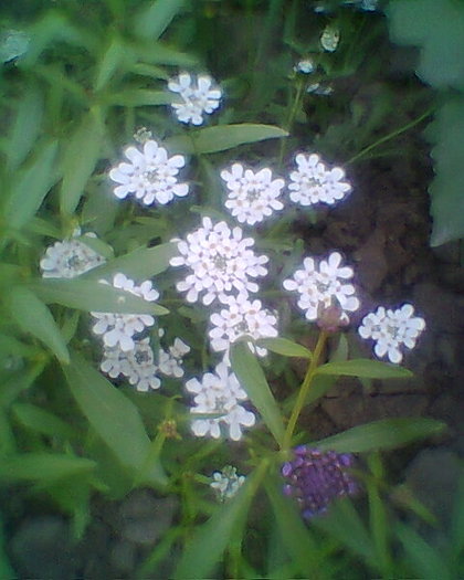 Fotogr.0427
