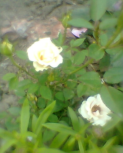 Fotogr.0429