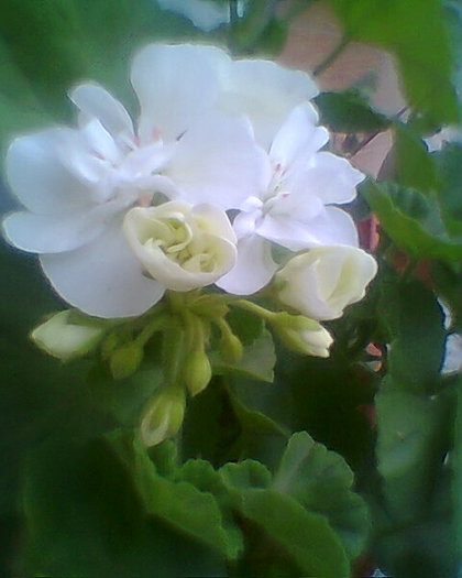 Fotogr.0442