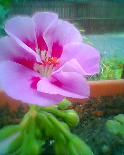 Fotogr.0445