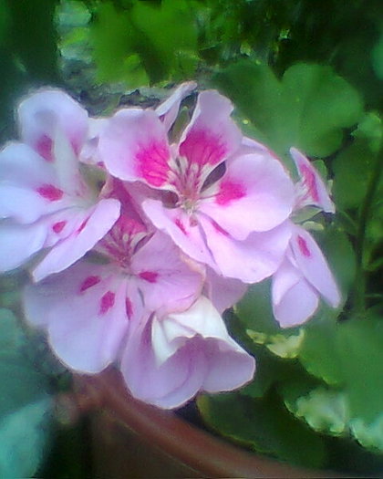 Fotogr.0460
