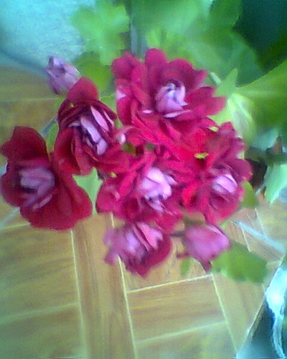Fotogr.0461