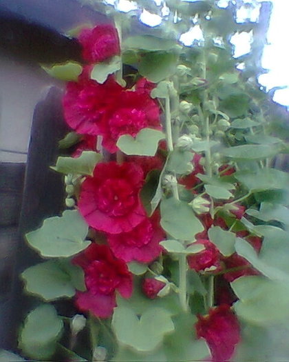 Fotogr.0462