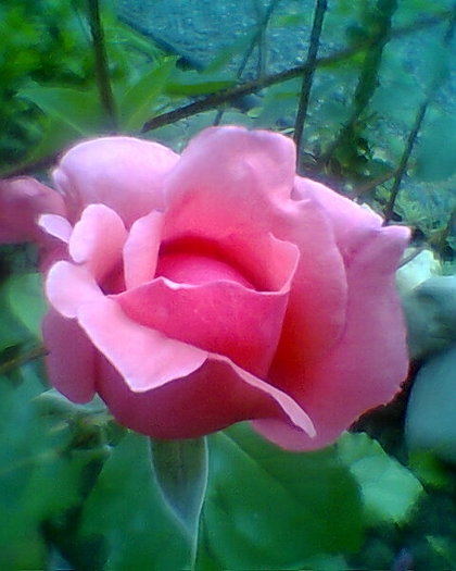 Fotogr.0481