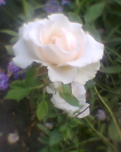 Fotogr.0490