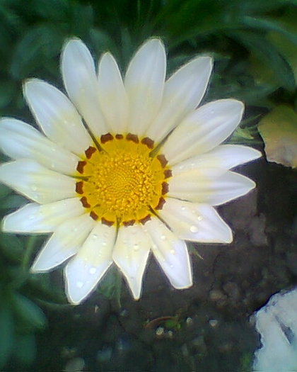 Fotogr.0493