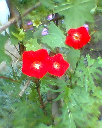 Fotogr.0498