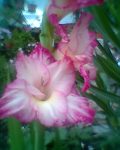 Fotogr.0450 - gladiole