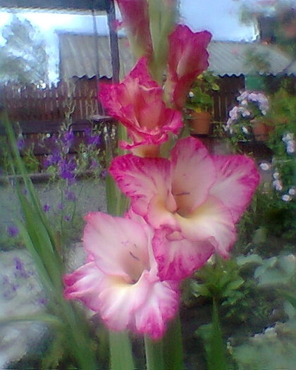 Fotogr.0451 - gladiole