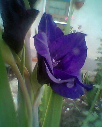 Fotogr.0454 - gladiole