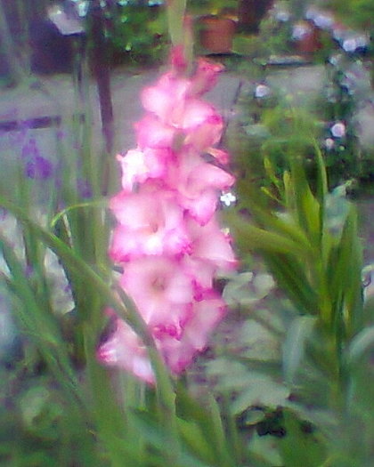 Fotogr.0507 - gladiole