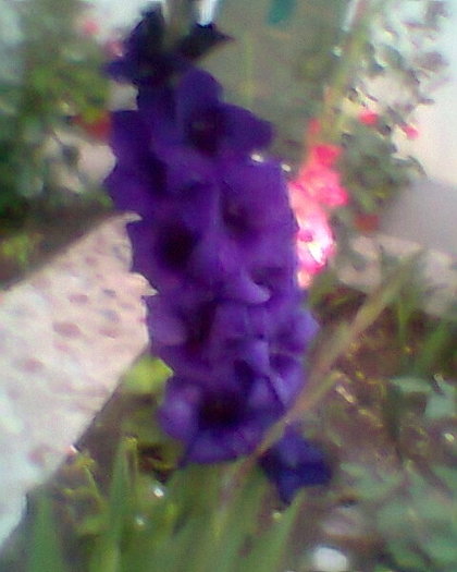 Fotogr.0508 - gladiole