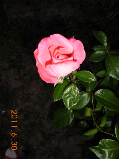 020 - Trandafiri