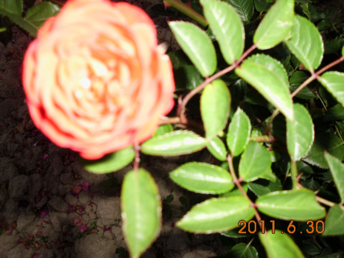 041 - Trandafiri