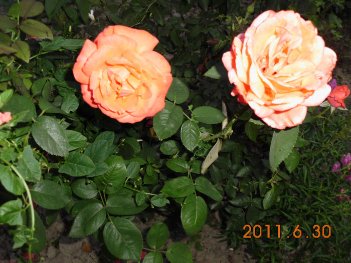 043 - Trandafiri