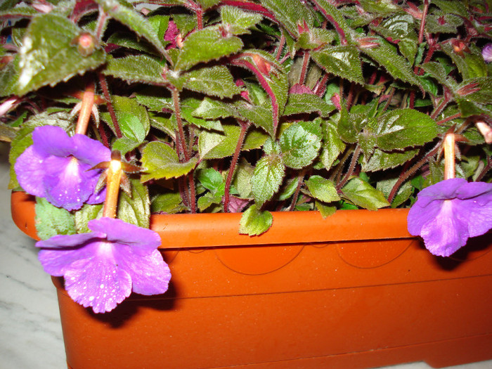DSC09550
