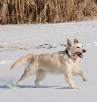 goldenRetriever2