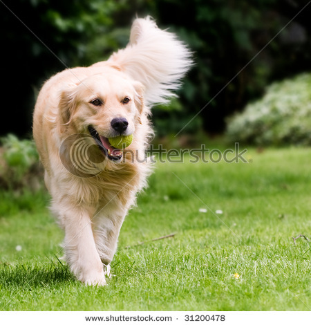 stock-photo-happy-golden-retriever-playing-fetch-in-the-yard-31200478 - 00000000
