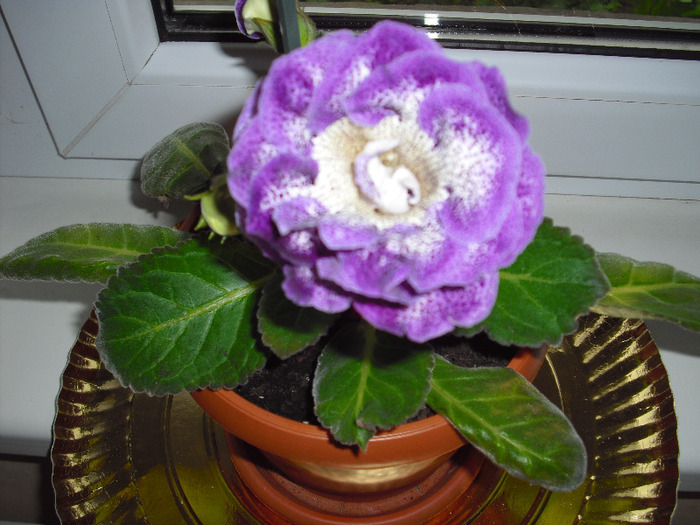 CIMG4307 - gloxinia 2011