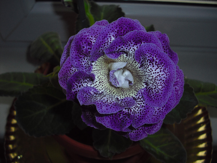 CIMG4309 - gloxinia 2011