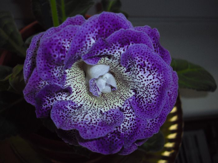 multumesc arianna - gloxinia 2011