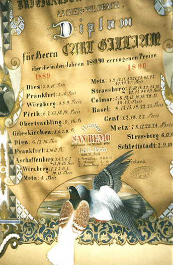 diploma-porumbei-1800