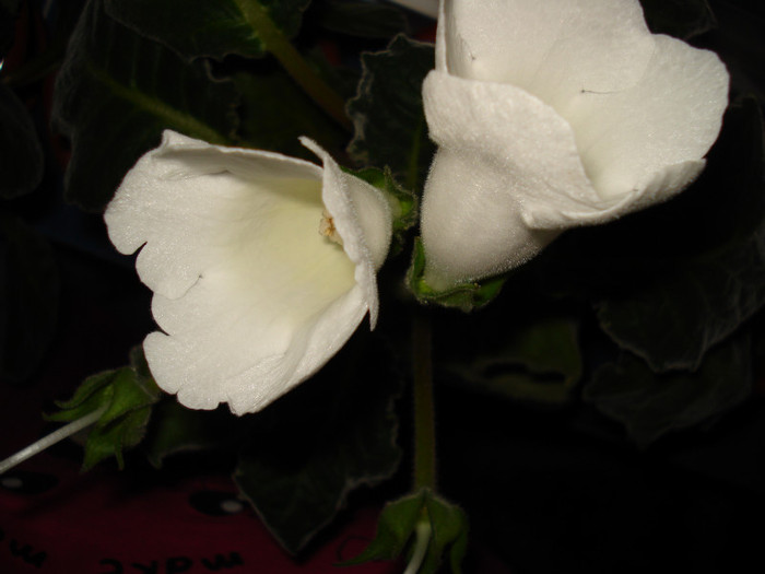 DSC09532 - GLOXINIA  2011