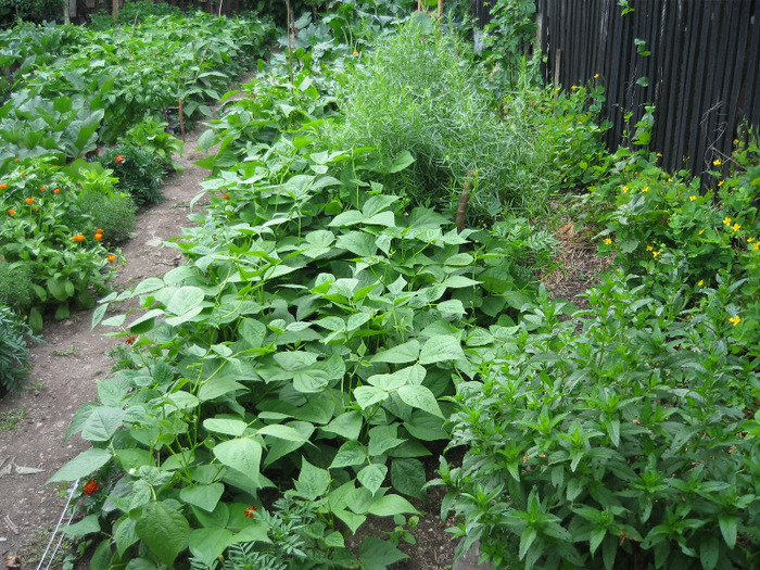 Fasole fideluta oloaga,menta,tarhon 30 iunie 2011 - Gradina noastra 2011